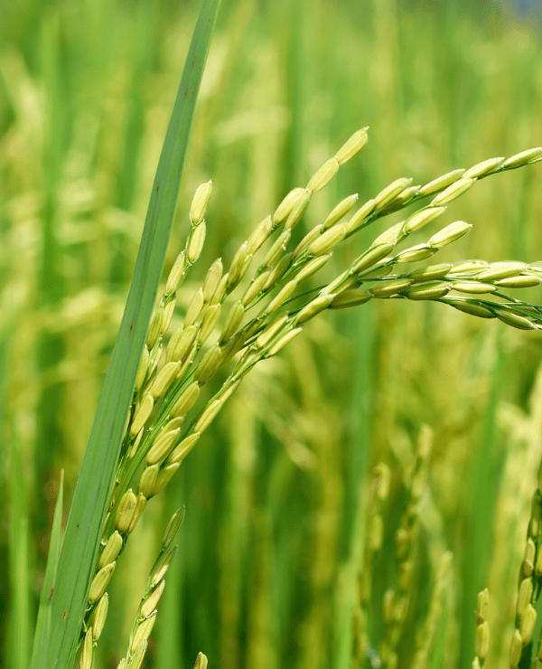Affordable-Rice-Supplier-in-Malaysia