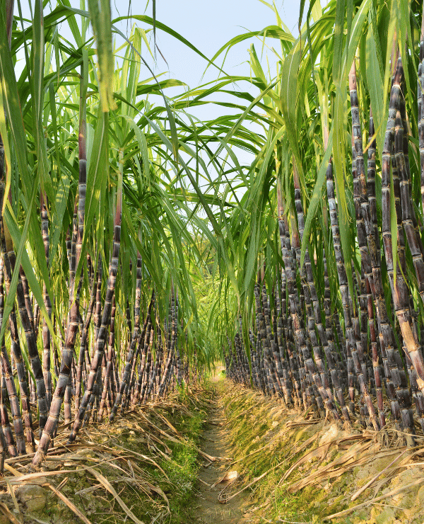 Refined Sugar Supplier in Malaysia