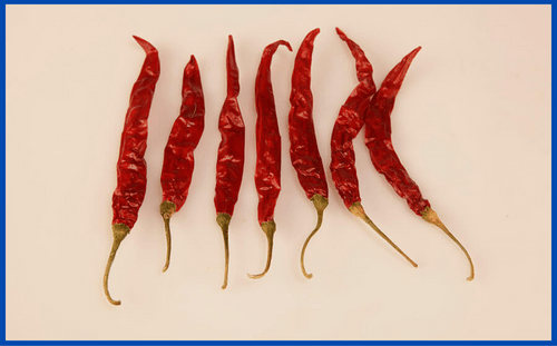 S17_Teja_with_stem_chilli_in_Malaysia